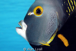 French Angelfish - full frame by Alan Lyall 